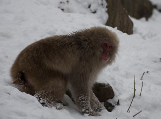 Japanese macaque or snow monkey, (Macaca fuscata), looking at cameras, showing red face, foraging for food in snow with frozen snow on fur. Joshinetsu-Kogen National Park, Nagano, Japan