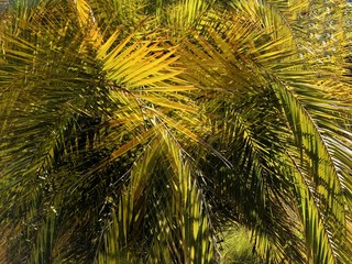 Trama de hojas de palmera canaria