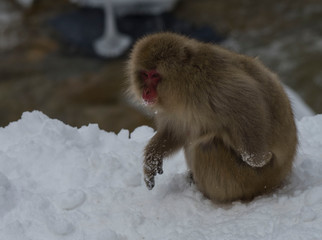 Japanese macaque or snow monkey, (Macaca fuscata), sitting on snow with snow on face whiskers and from paws. Joshinetsu-Kogen National Park, Nagano, Japan