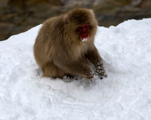 Japanese macaque or snow monkey, (Macaca fuscata), with snow on face and from paws. Joshinetsu-Kogen National Park, Nagano, Japan
