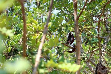 Carob fruit on a tree. carob is a traditional Mediterranean plant used as a healthy alternative to chocolate.
