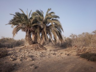 Tres palmera en el desierto, Gran Canaria
