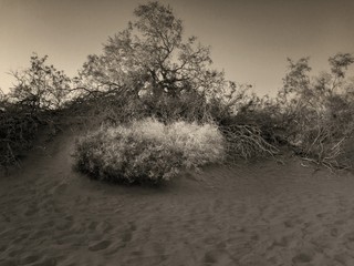 Arbusto y árboles en las dunas de Maspalomas, Islas Canarias
