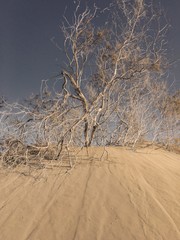 Árbol en las dunas y cielo gris en las Islas Canarias 