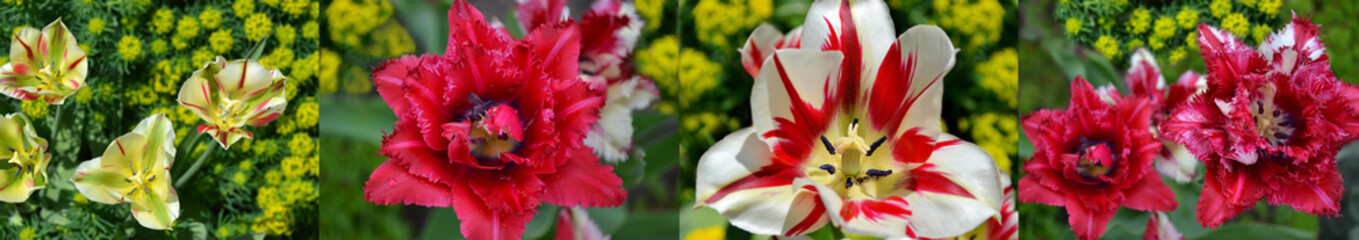 Collage of colorful tulips blooming in spring. The varietal flowers