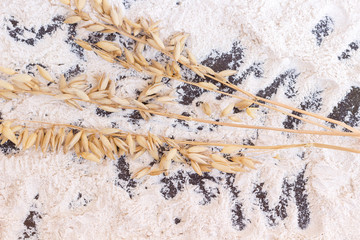 Spikelets of oats on spilled flour. Top view.