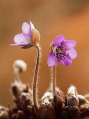 Fioletowe kwiaty - przylaszczka