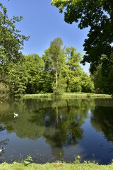 Fototapeta na wymiar Les différent sortes d'arbres reflétant dans l'étang principal au domaine provincial de Rivierenhof à Anvers 