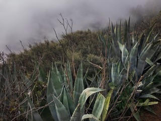 Plantas trropicales en la montaña deGran Canaria