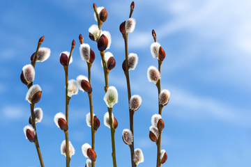 Spring pussy willow branches on blue sky background in close-up.
