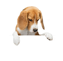 Funny red beagle dog holds with its paws a white banner or poster. The background is isolated.