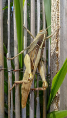 Saltamontes sobre cañas de bambu y hojas verdes