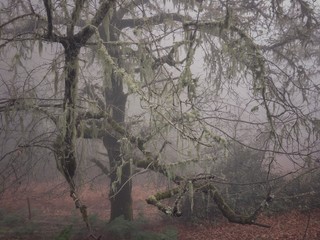 Líquenes niebla y pinos