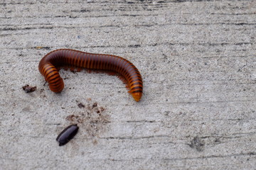 Millipedes on concrete floors used as background images