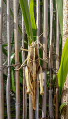 Fototapeta premium Saltamontes en vertical sobre cañas de bambu en el jardin