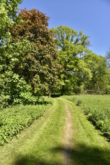 Chemin en terre vers l'un des bois du domaine provincial de Rivierenhof à Anvers