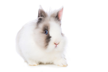 Cute dwarf rabbit