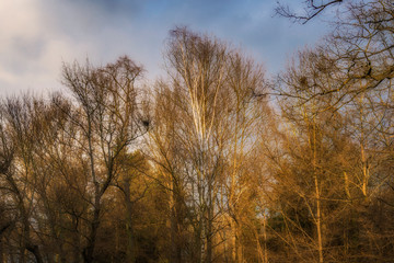 Landschaft, Laubwald, Wildnis