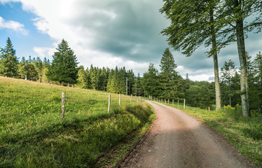 forest road