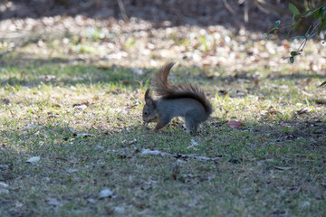 Eichhörnchen am Boden sucht nach essen