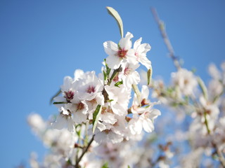 Mandelblüte, blauerhimmel