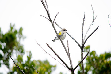 Yellow Rumped Warbler on a Dead Branch