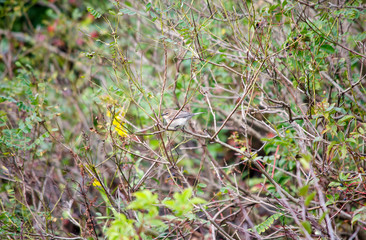 Yellow Rumped Warbler in a Bush