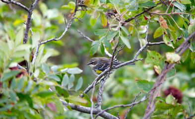 Yellow Rumped Warbler