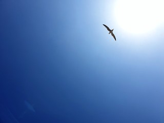 fligendermöve, sonnenschein, blauerhimmel