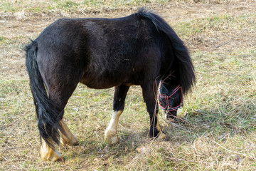pony in winter standing in long dry grass