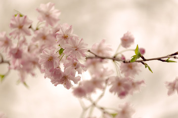 branch with cherry blossoms