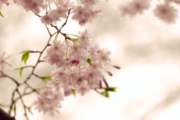 branch with cherry blossoms