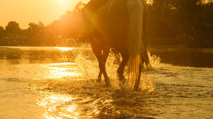 CLOSE UP: Unknown person riding a strong horse along the shallow forest stream.