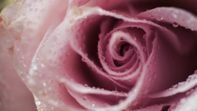 Extreme closeup of pink rose flower; detail of fresh water drops, dew on rose petals; valentines, mother's day, woman's day concept; moody romantic scene; 4K UHD shot