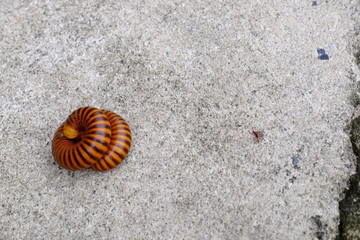 Millipedes on concrete floors used as background images
