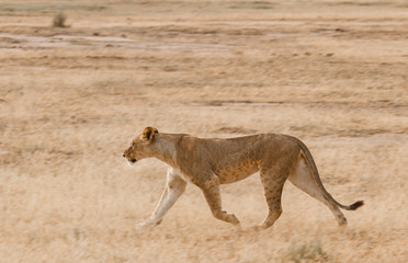 Female lion on the run
