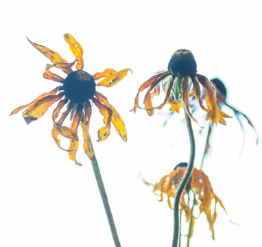 Withered echinacea flowers