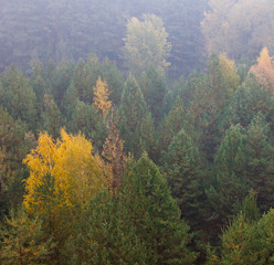 Deciduous forest in the autumn foggy day
