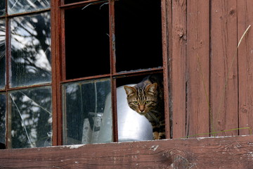 Cat looking out the window of a deserted hut near Kirkjubaejarklaustur, Iceland