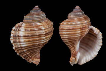 Linatella caudata