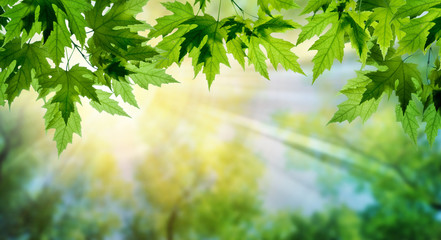 Fototapeta na wymiar Green leaves on maple tree and sun rays. Nature spring and summer background.