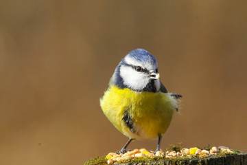 blue tit