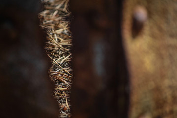 Pine Needles