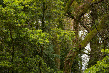 Fototapeta na wymiar Forest Trees, Green Background.