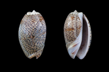  Oliva bulbosa