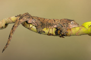 Mossy Prehensile Tail Gecko (Mniarogekko chahoua) on palm branch
