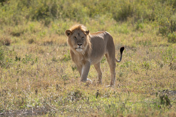 Fototapeta na wymiar male lion walking