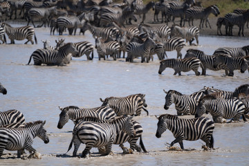 Fototapeta na wymiar herd of zebras in serengeti national park tanzania africa