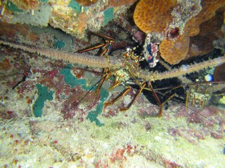 langosta
