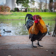 Coq